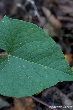Leaf